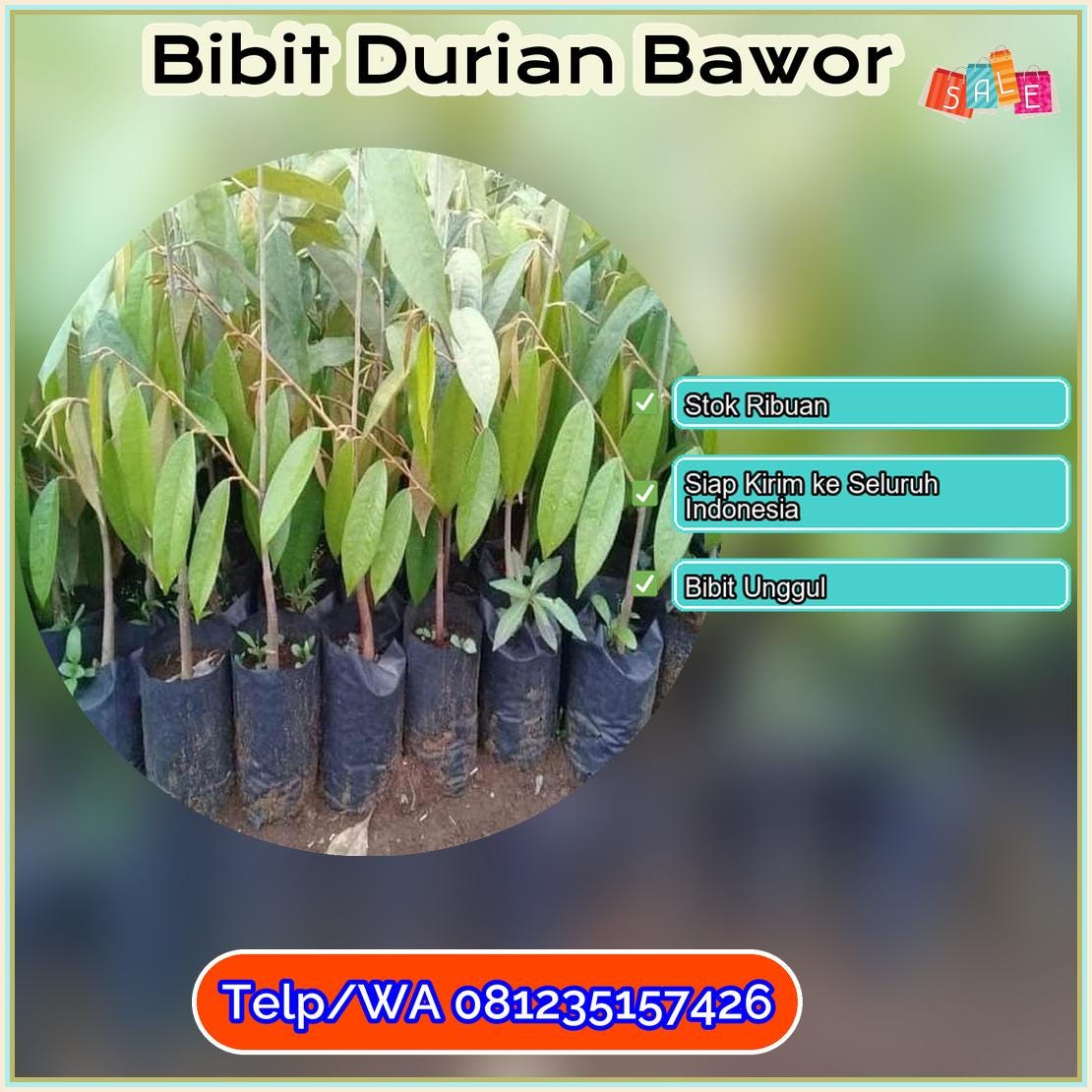 Pusat Pembibitan Bibit Durian Bawor Kota Banjarmasin