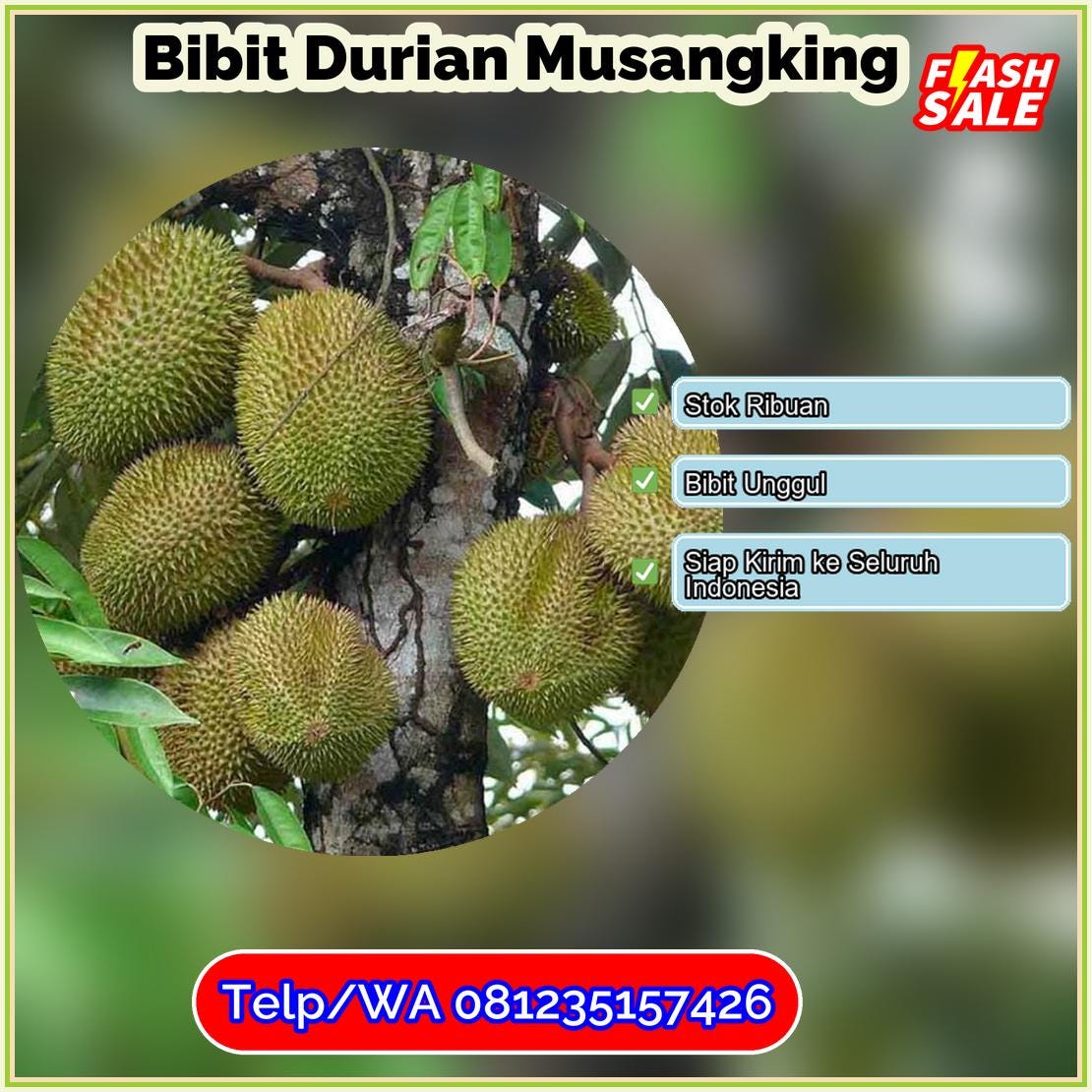 Supplier Bibit Durian Musangking Kota Medan