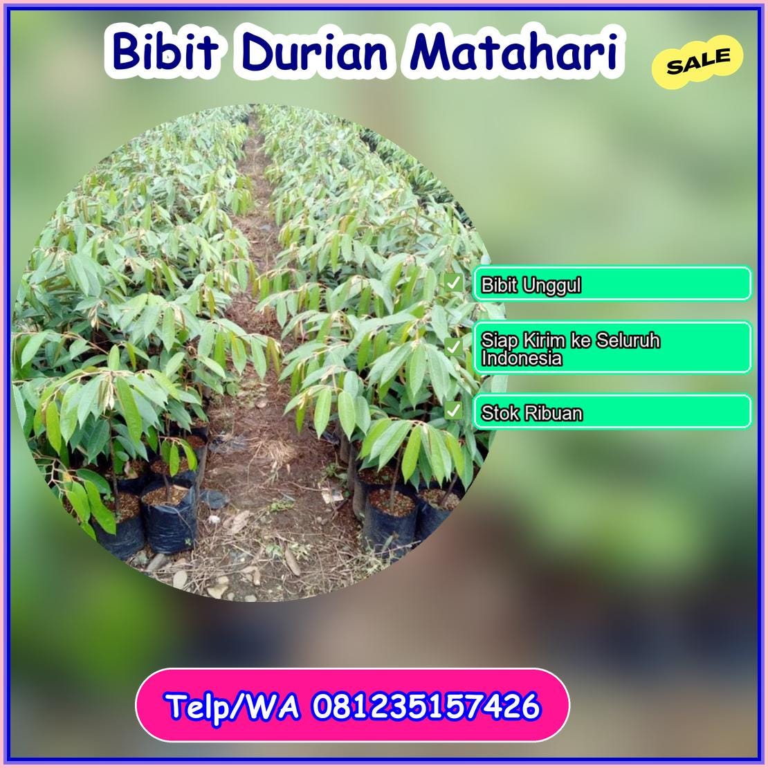 Grosir Bibit Durian Matahari Batang