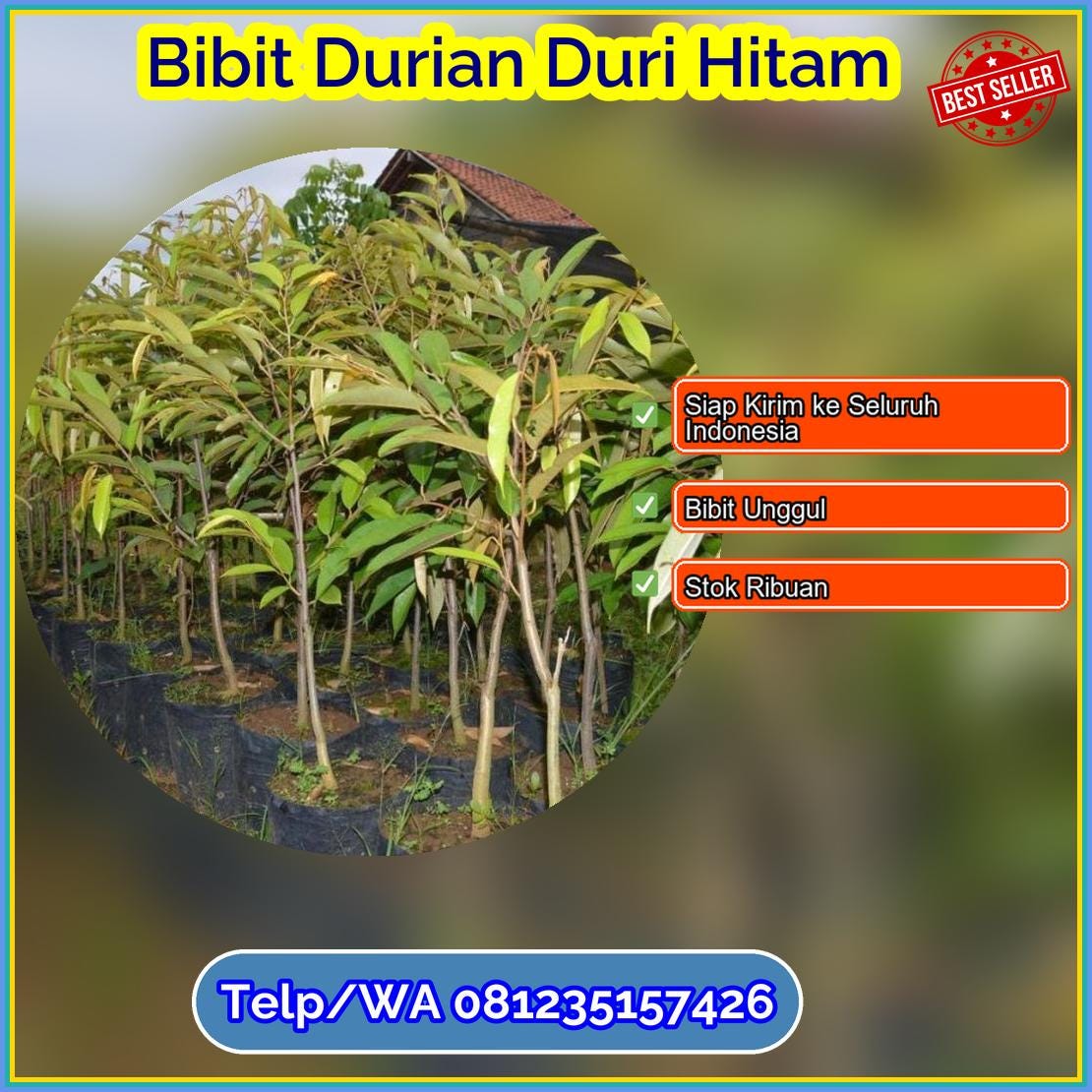 Supplier Bibit Durian Duri Hitam Murung Raya