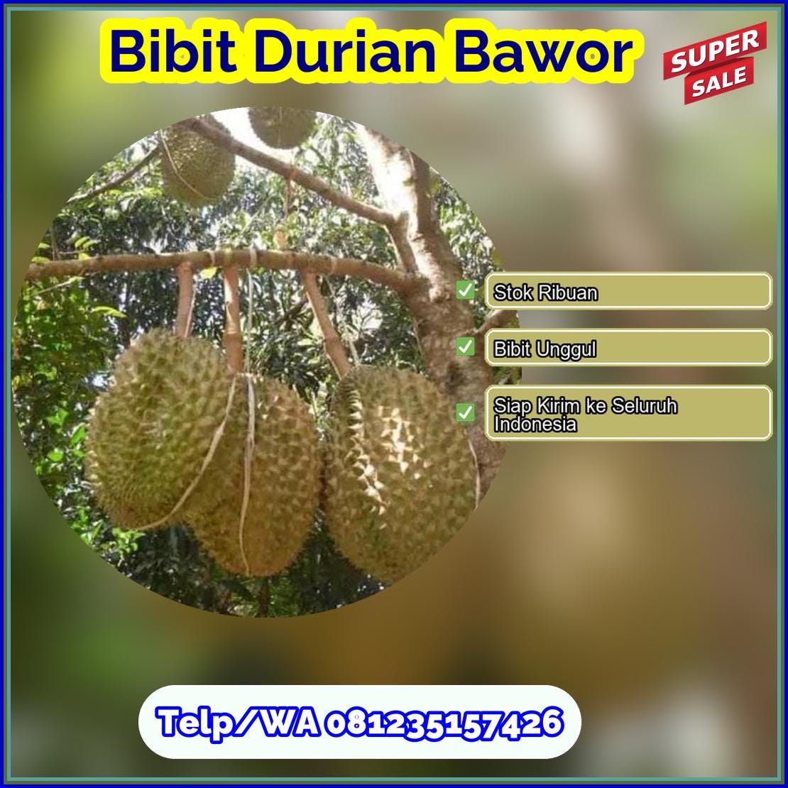 Harga Bibit Durian Bawor Purbalingga