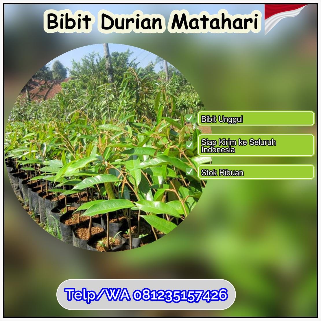 Jual Bibit Durian Matahari Pekalongan