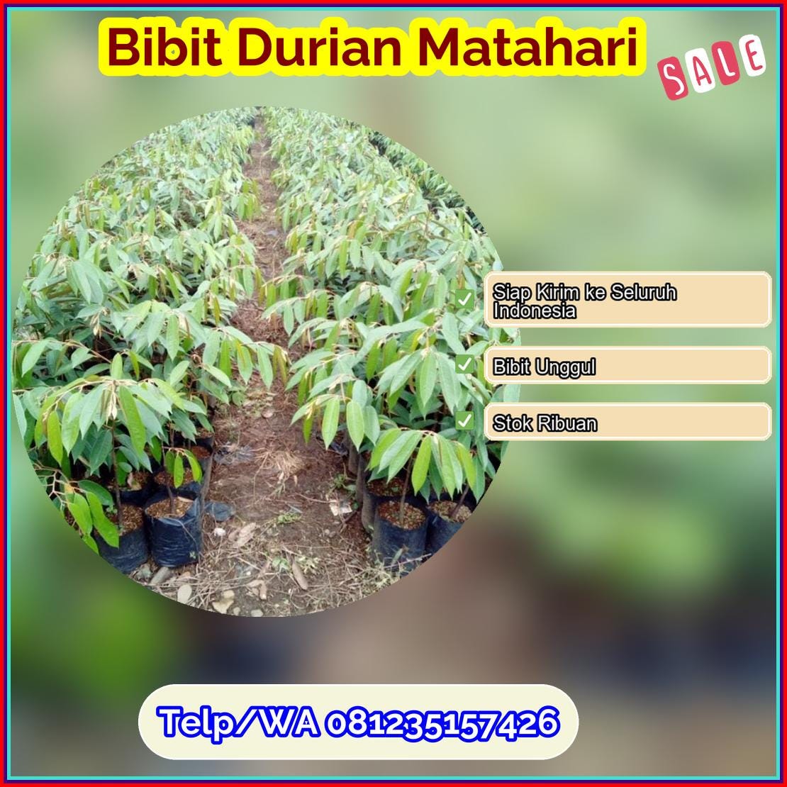 Harga Bibit Durian Matahari Pidie Jaya