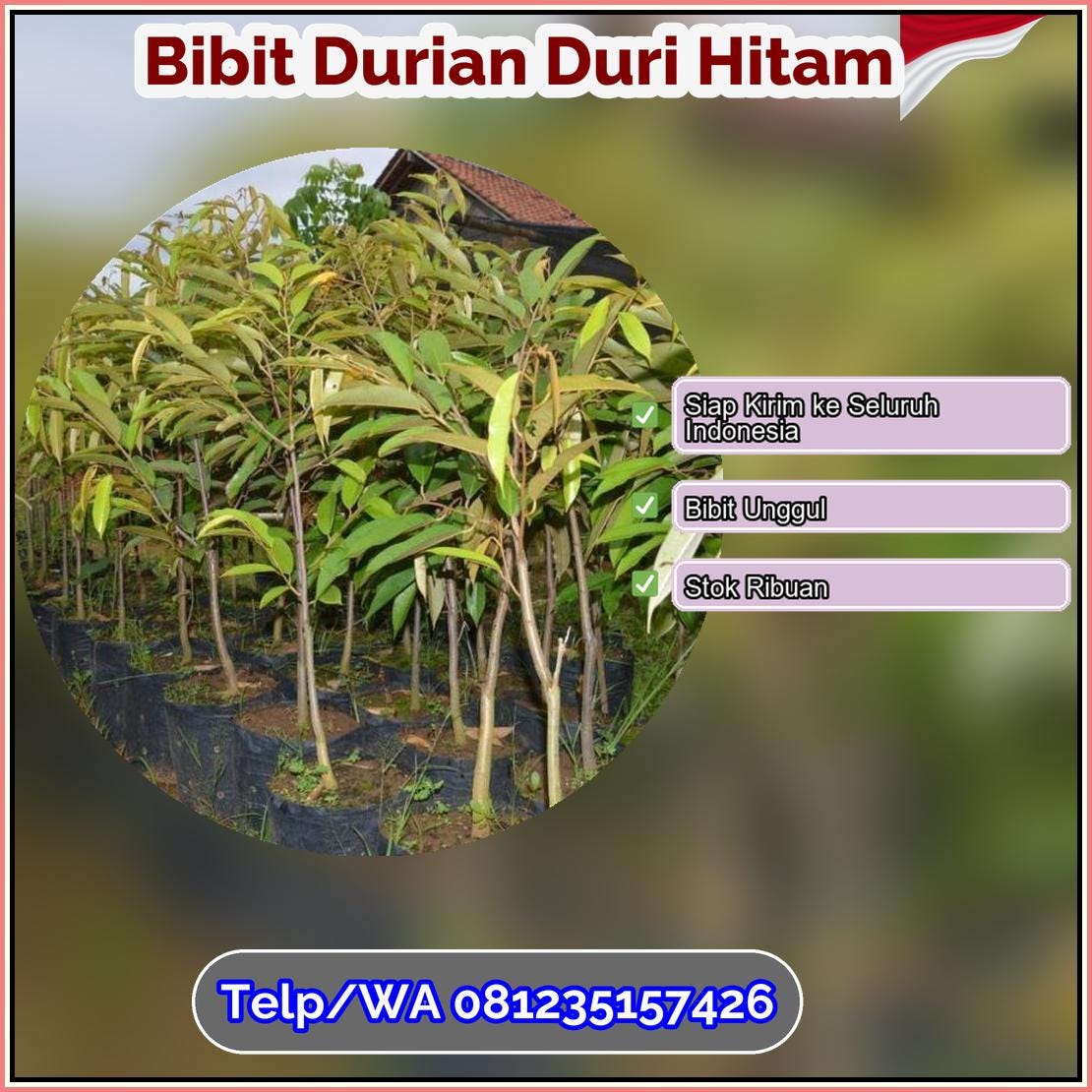 Pusat Pembibitan Bibit Durian Duri Hitam Kepulauan Anambas