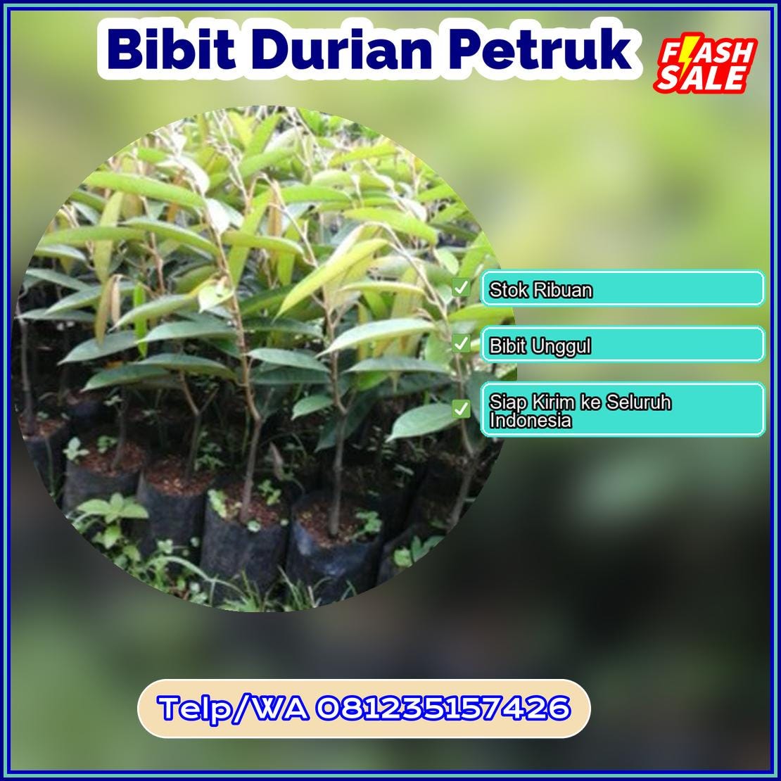 Supplier Bibit Durian Petruk Teluk Bintuni