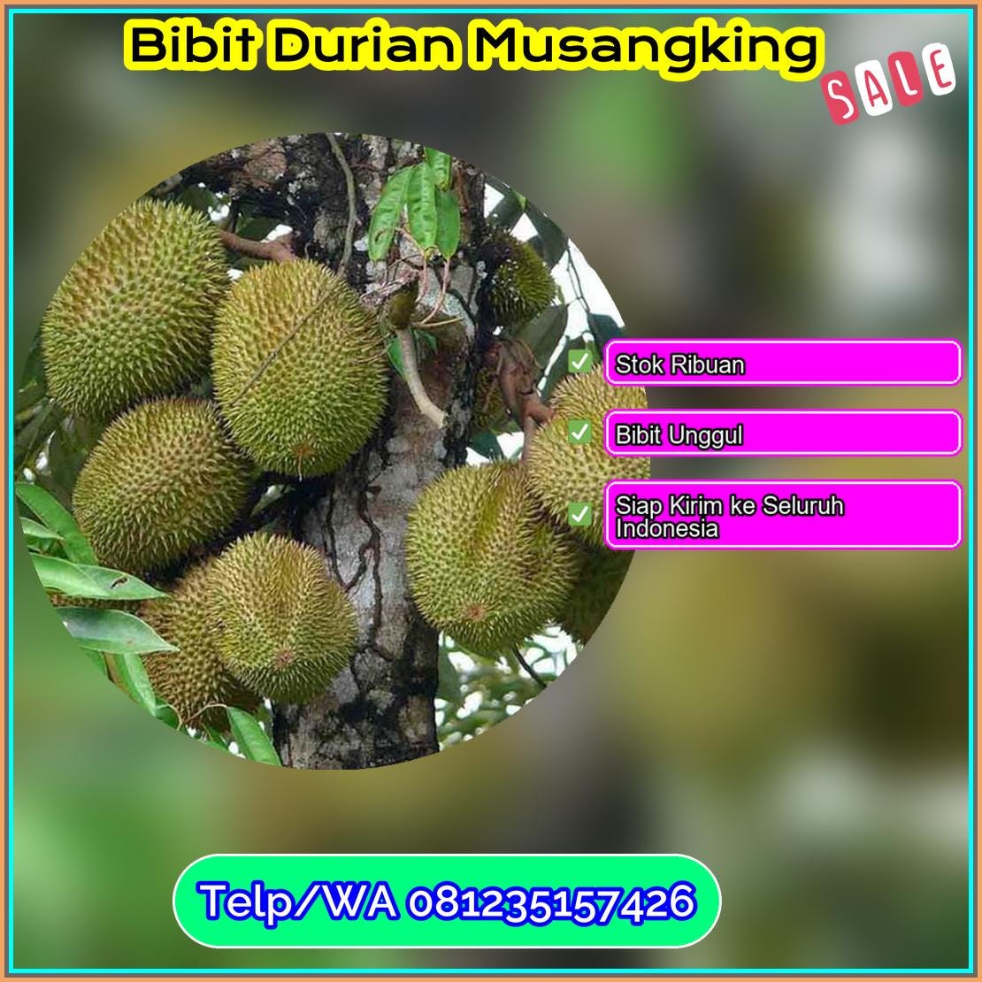 Grosir Bibit Durian Musangking Bima