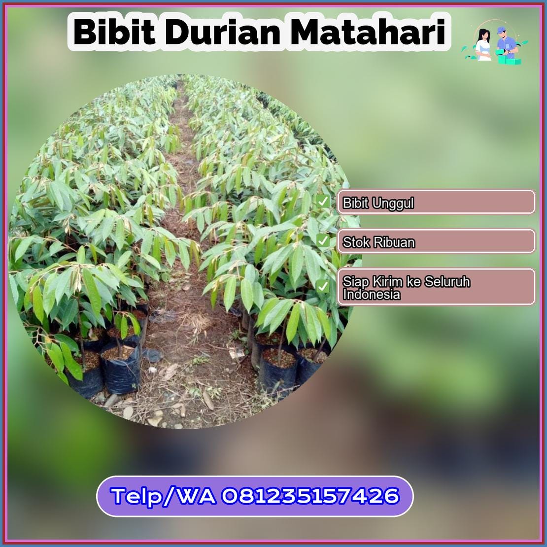 Harga Bibit Durian Matahari Pekalongan