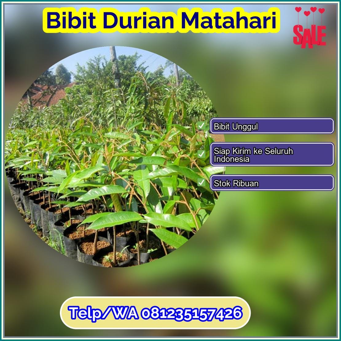 Pusat Pembibitan Bibit Durian Matahari Purworejo