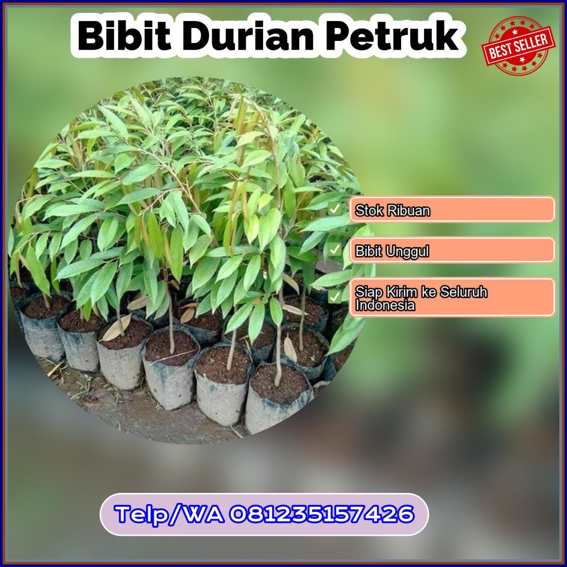 Harga Bibit Durian Petruk Musi Rawas Utara