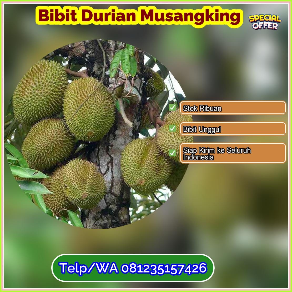 Grosir Bibit Durian Musangking Kota Makassar