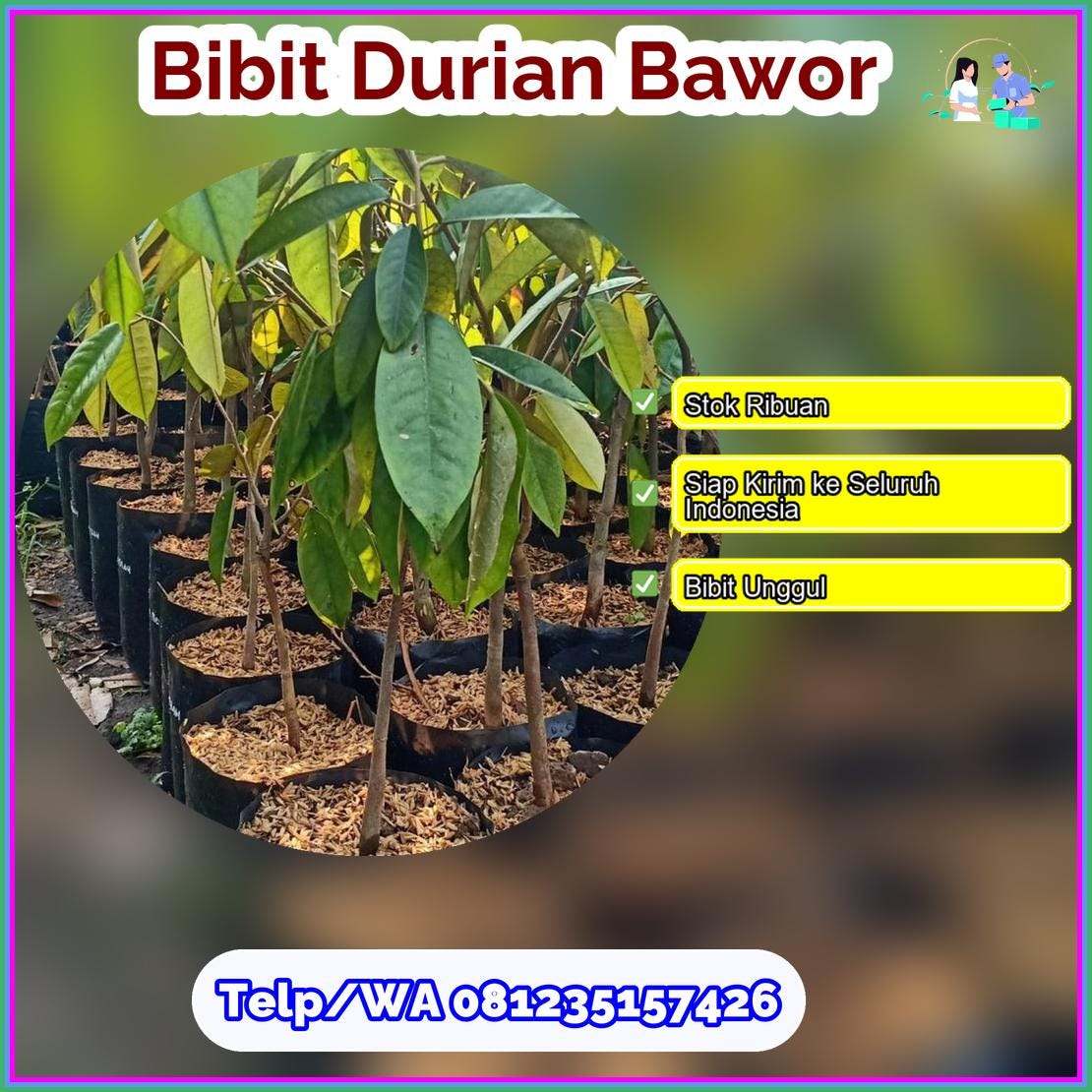 Jual Bibit Durian Bawor Kota Banjarmasin