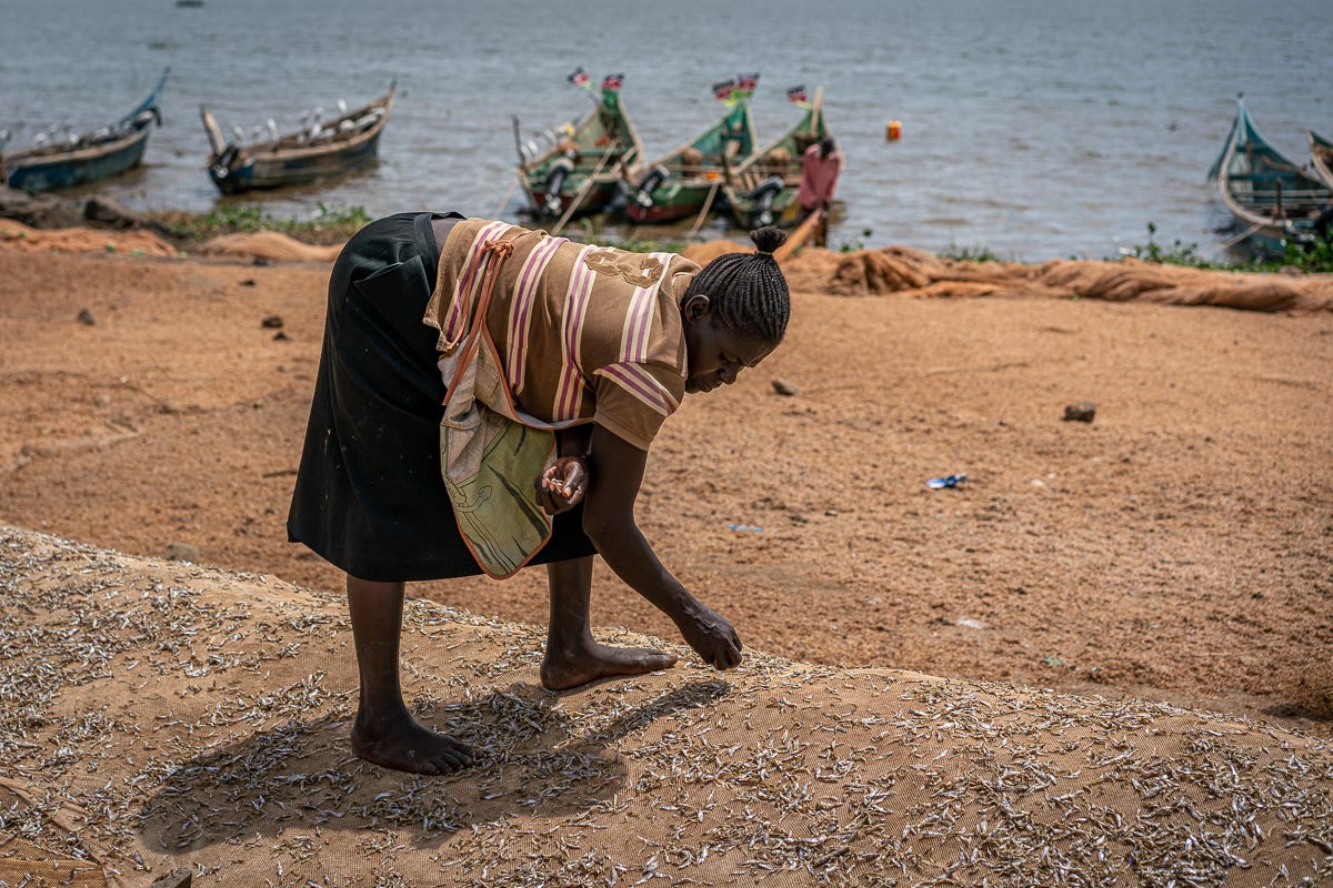 woman collecting omena.