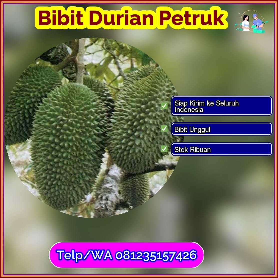 Jual Bibit Durian Petruk Kota Lubuk Linggau