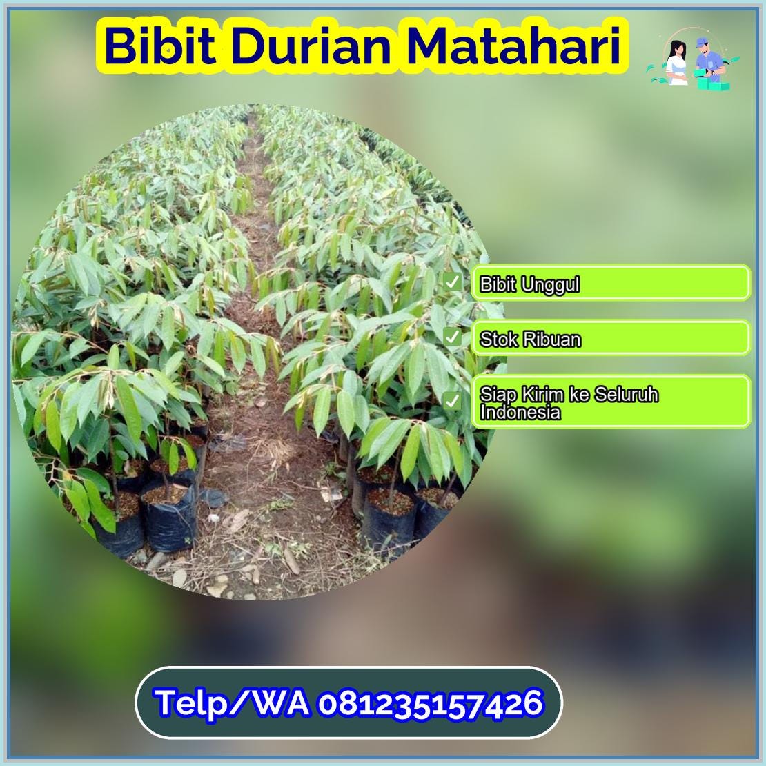 Jual Bibit Durian Matahari Rembang