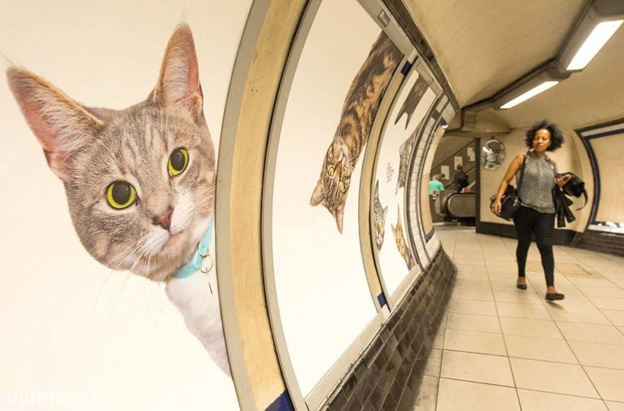 《瘋狂而成功的集資項目 CATS，將此倫敦地鐵站內的廣告都換成貓照片》－ 攝影札記 Photoblog