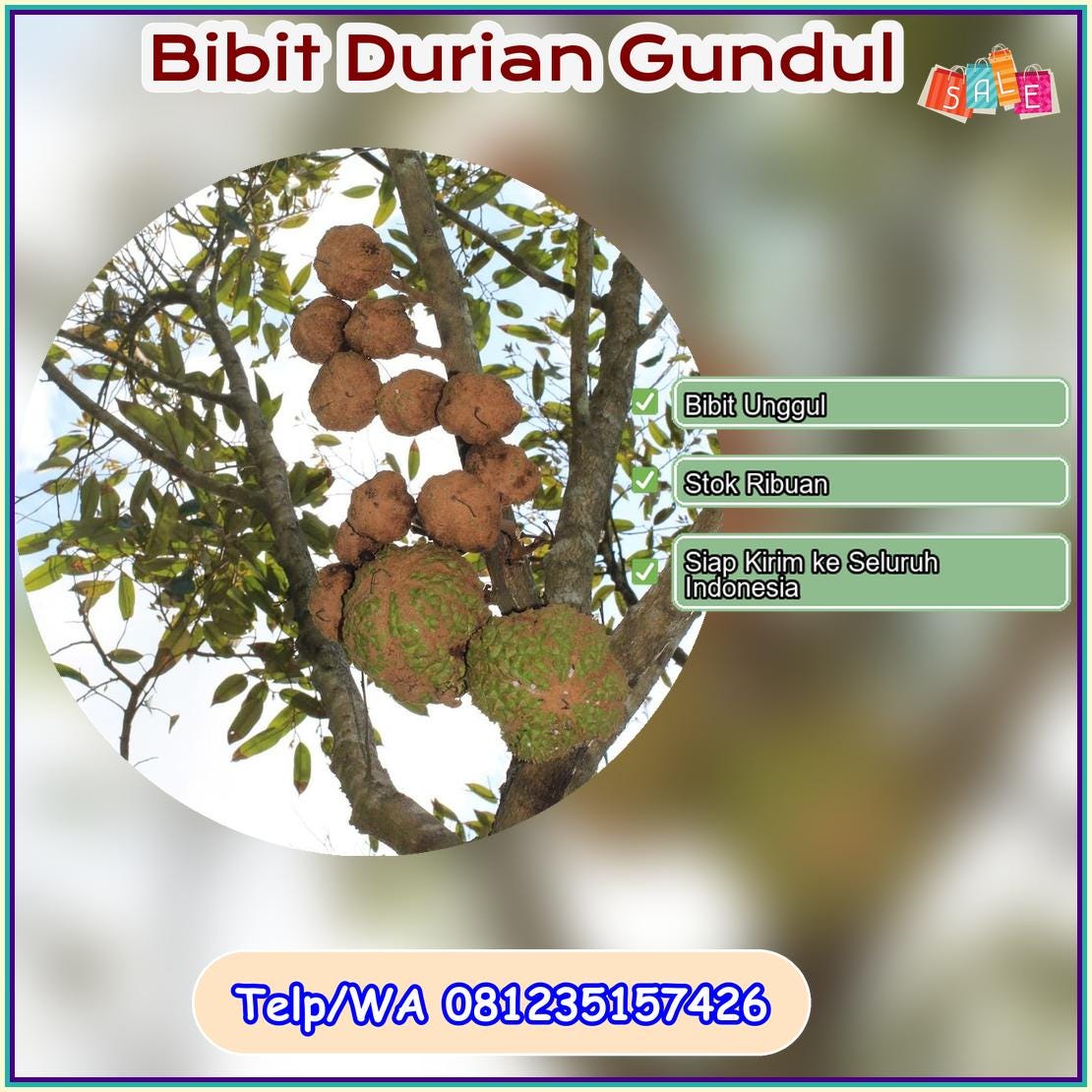 Supplier Bibit Durian Gundul Ogan Komering Ulu Timur