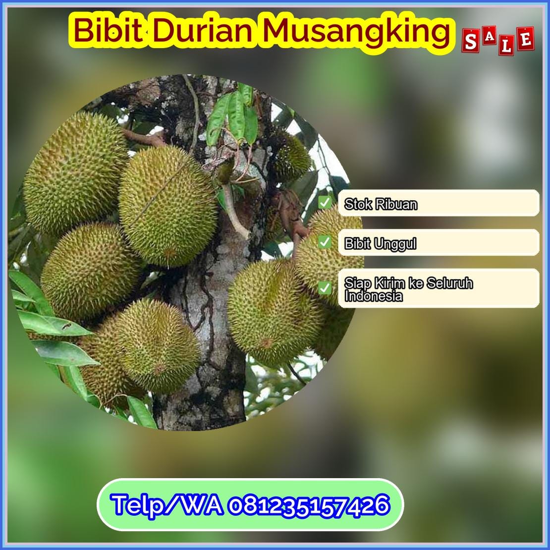 Harga Bibit Durian Musangking Kota Bau-Bau