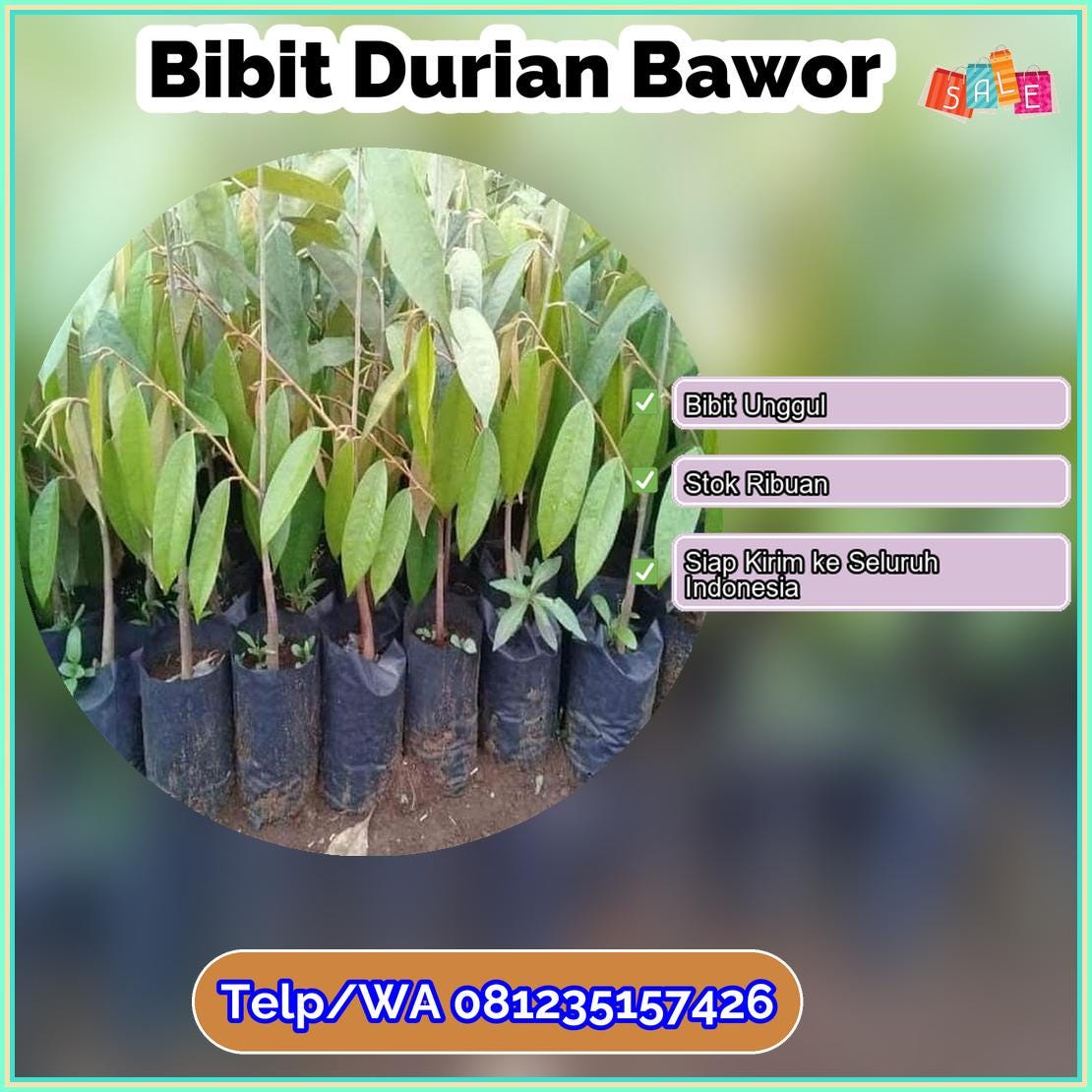 Jual Bibit Durian Bawor Kota Bone Bolango