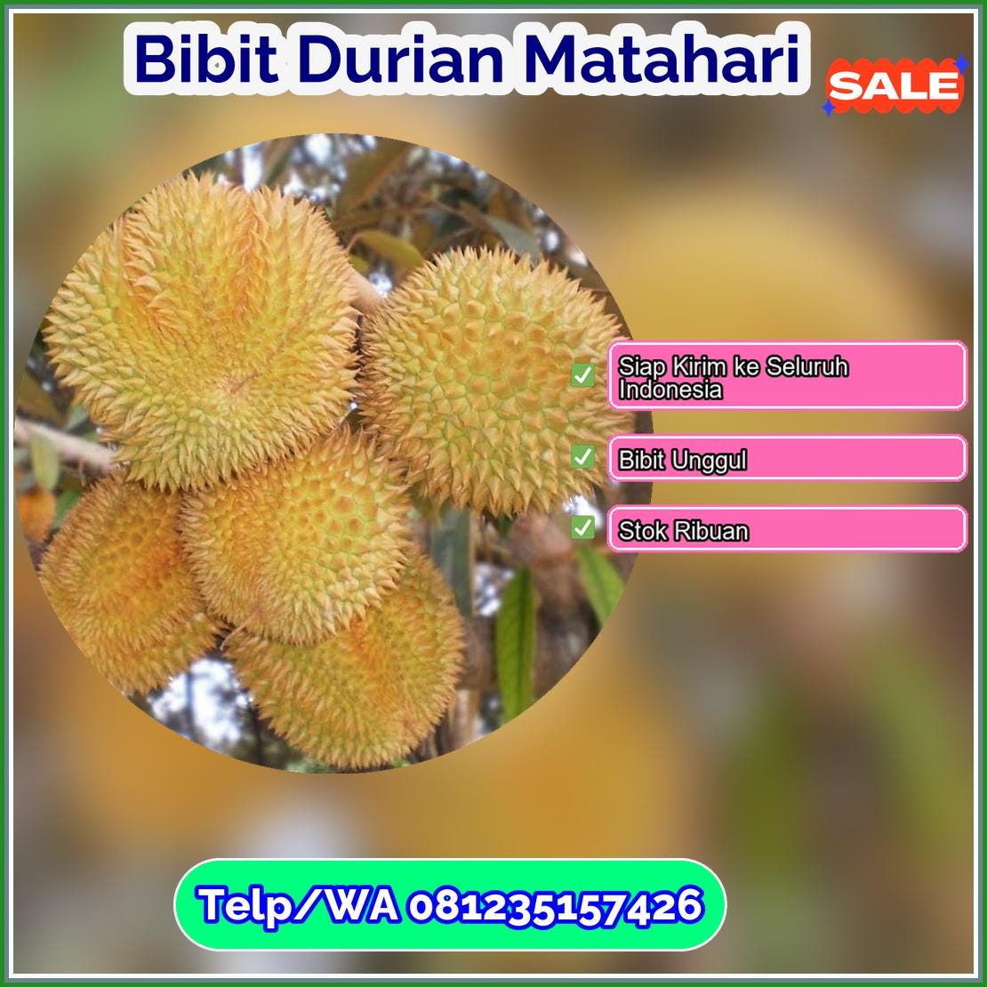 Pusat Pembibitan Bibit Durian Matahari Pidie Jaya