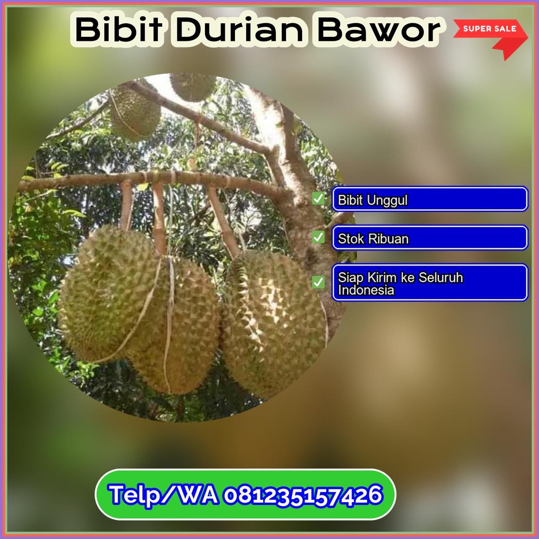 Supplier Bibit Durian Bawor Kota Bone Bolango