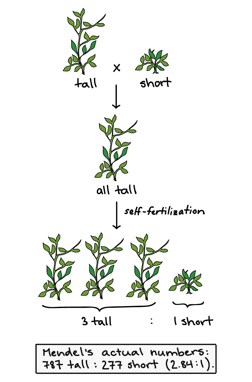 Diagram showing Mendel's experiment: 1 tall plant x 1 short plant results in all tall plants in the next generation. When this generation is self fertilised, the next generation has roughly 3 tall plants to one short. 'Mendel's actual numbers: 787 tall : 277 short (2.84:1)'