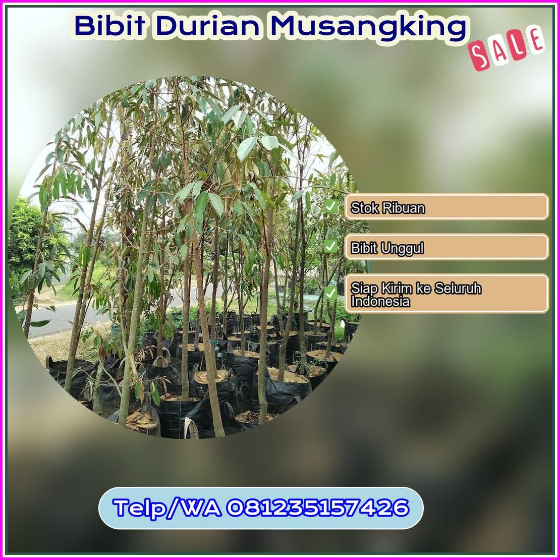 Supplier Bibit Durian Musangking Bima