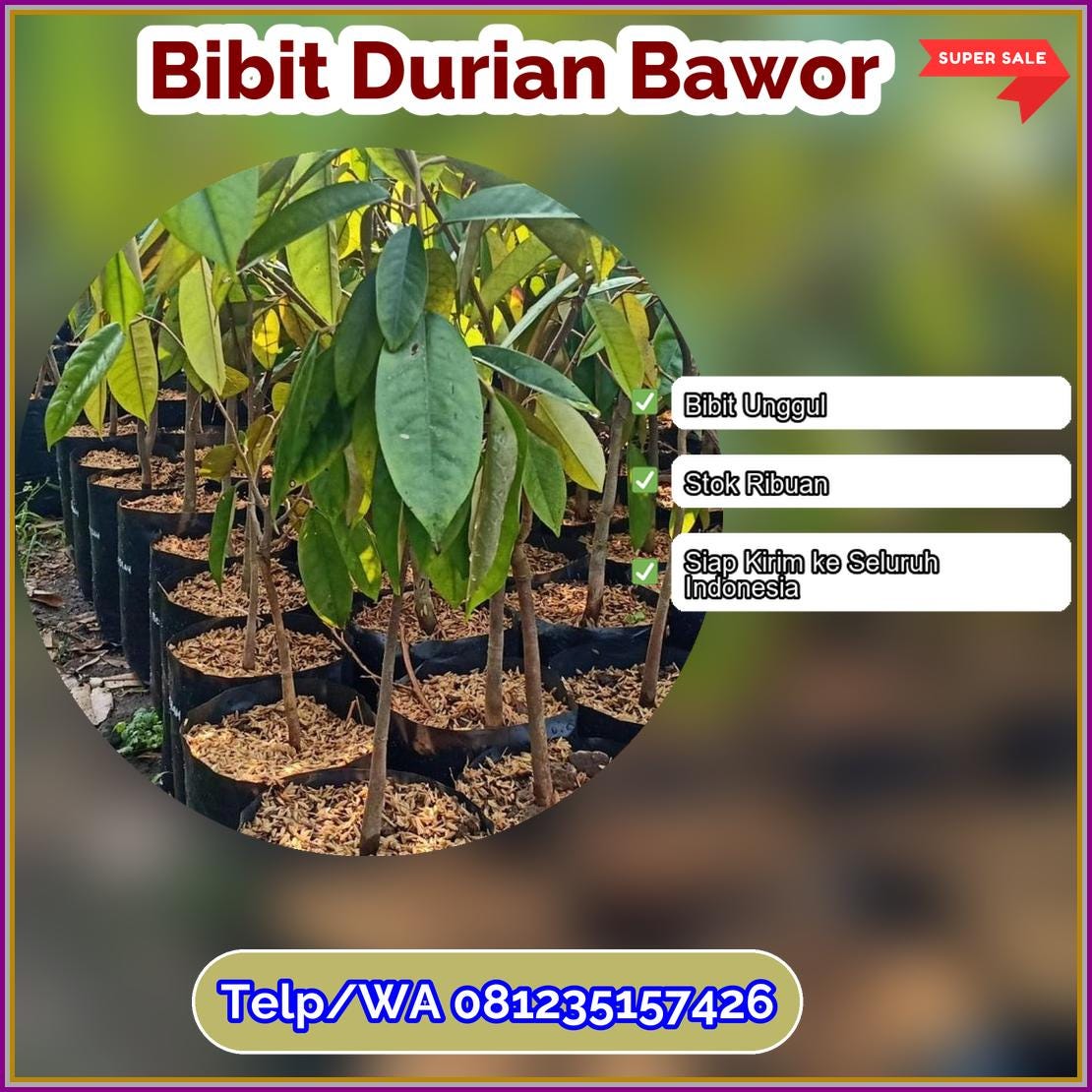 Supplier Bibit Durian Bawor Kota Singkawang