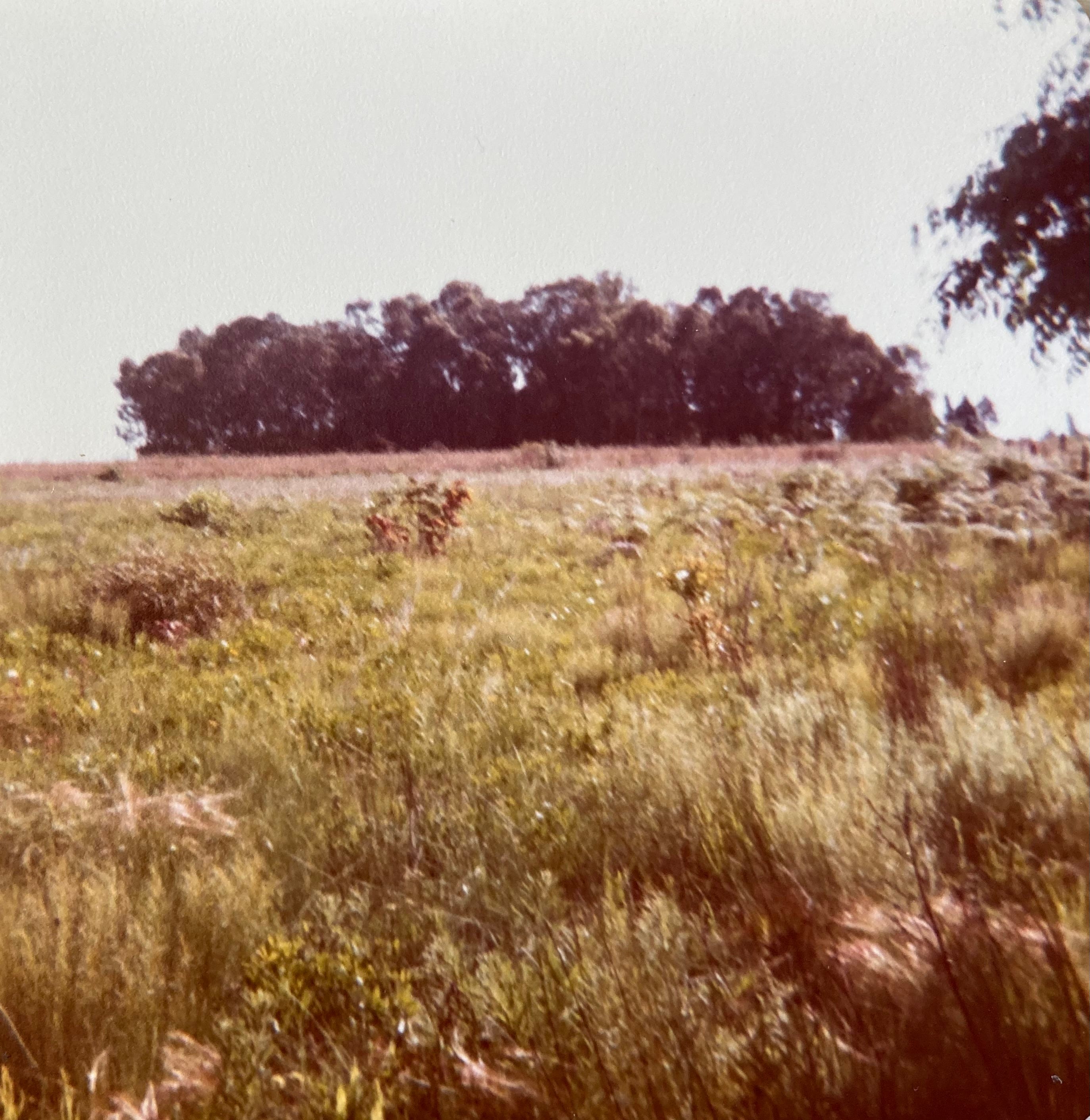 Chácara Pitangui, vista da Chácara Igupá. A casa principal e as cocheiras ficavam no pequeno bosque. Foto do autor, circa 1980. 