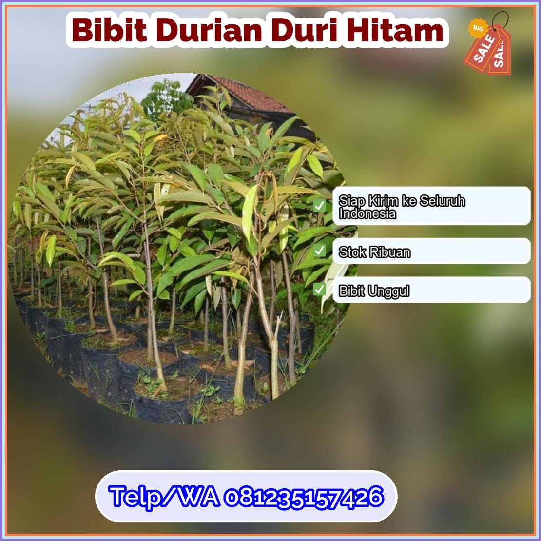 Harga Bibit Durian Duri Hitam Madiun