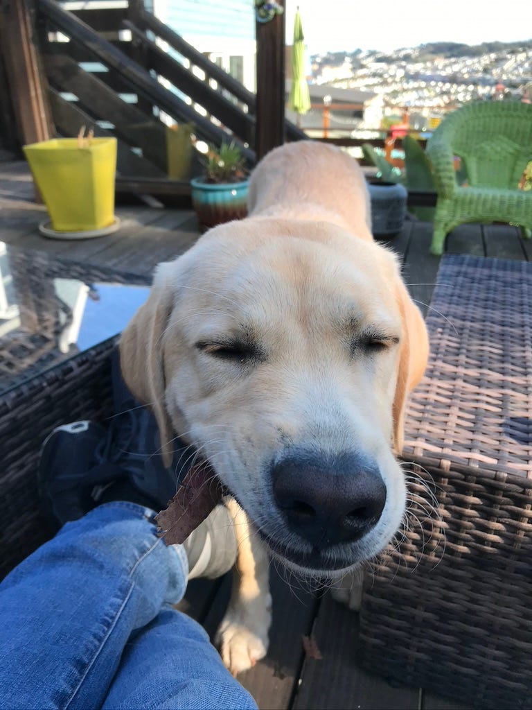 Smiling Neville with a piece of bark in his mouth.