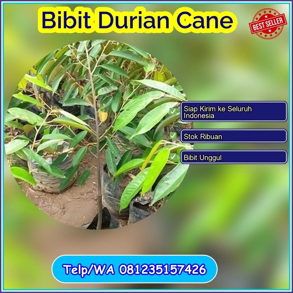 Grosir Bibit Durian Cane Tapin