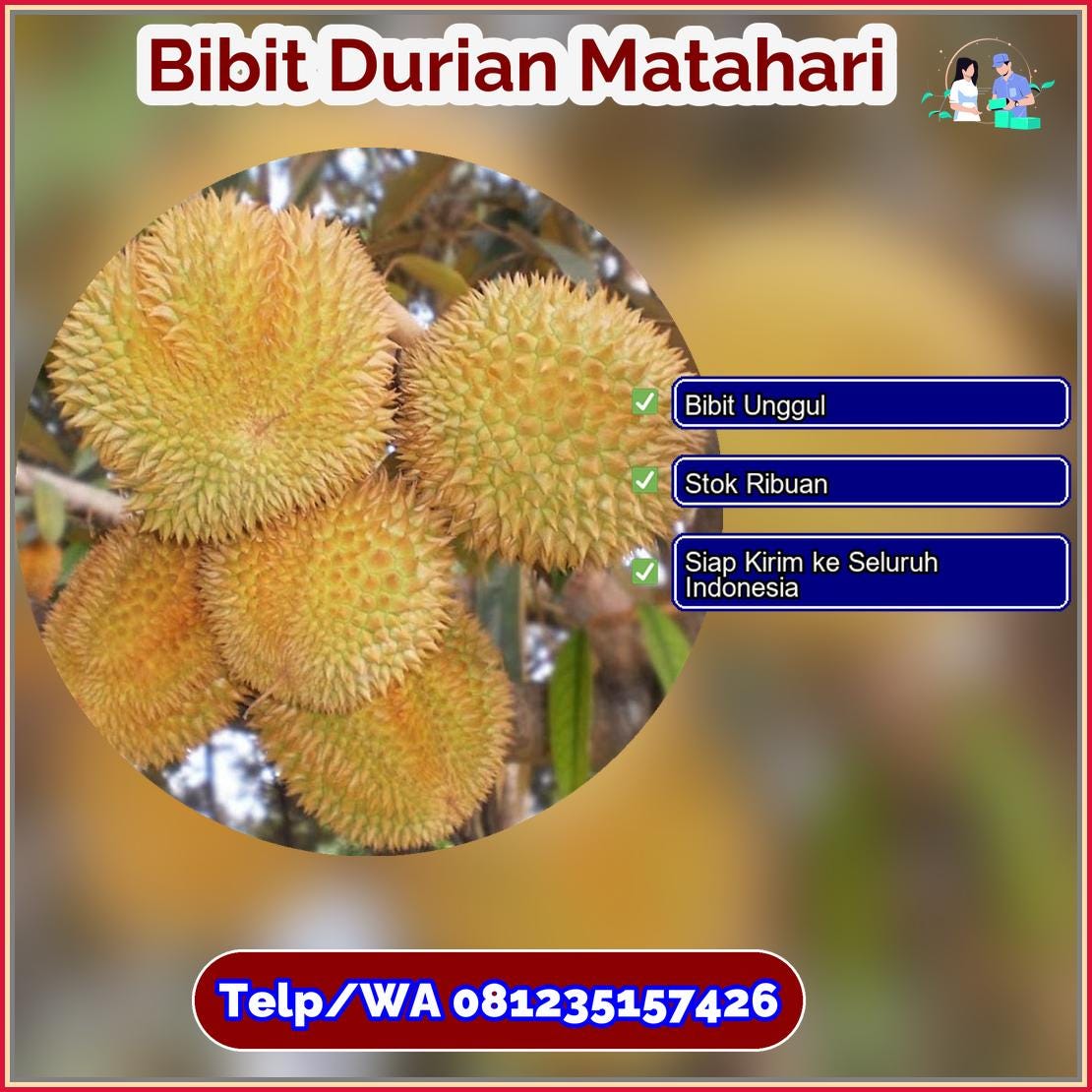 Grosir Bibit Durian Matahari Rembang