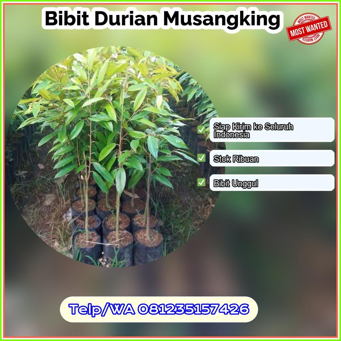 Grosir Bibit Durian Musangking Kota Makassar