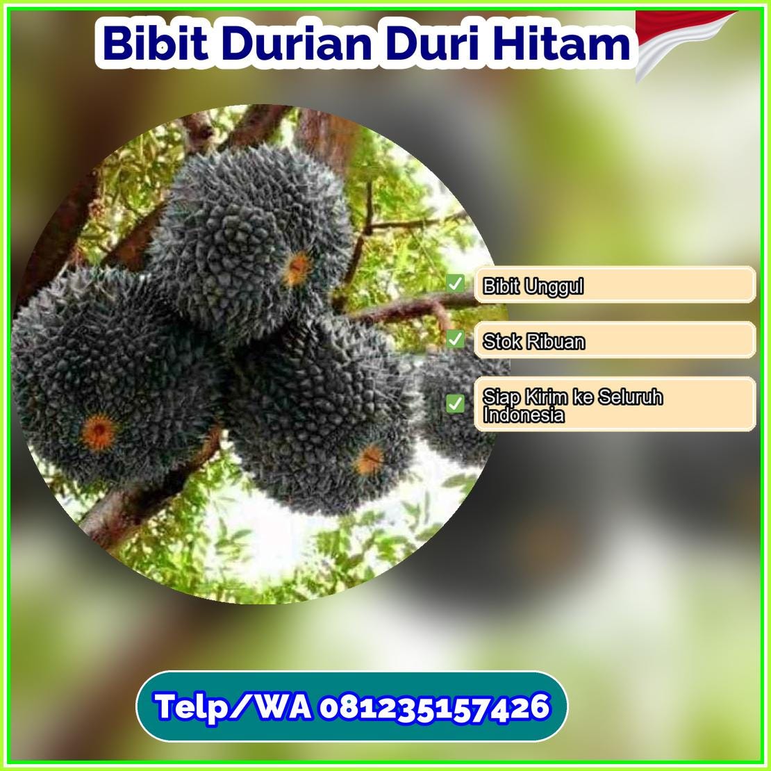 Grosir Bibit Durian Duri Hitam Kepulauan Anambas