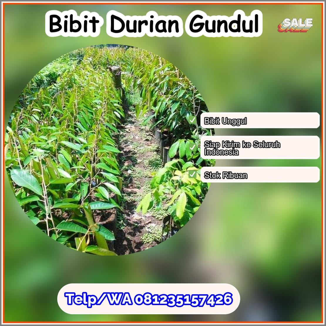 Grosir Bibit Durian Gundul Ogan Komering Ulu Timur