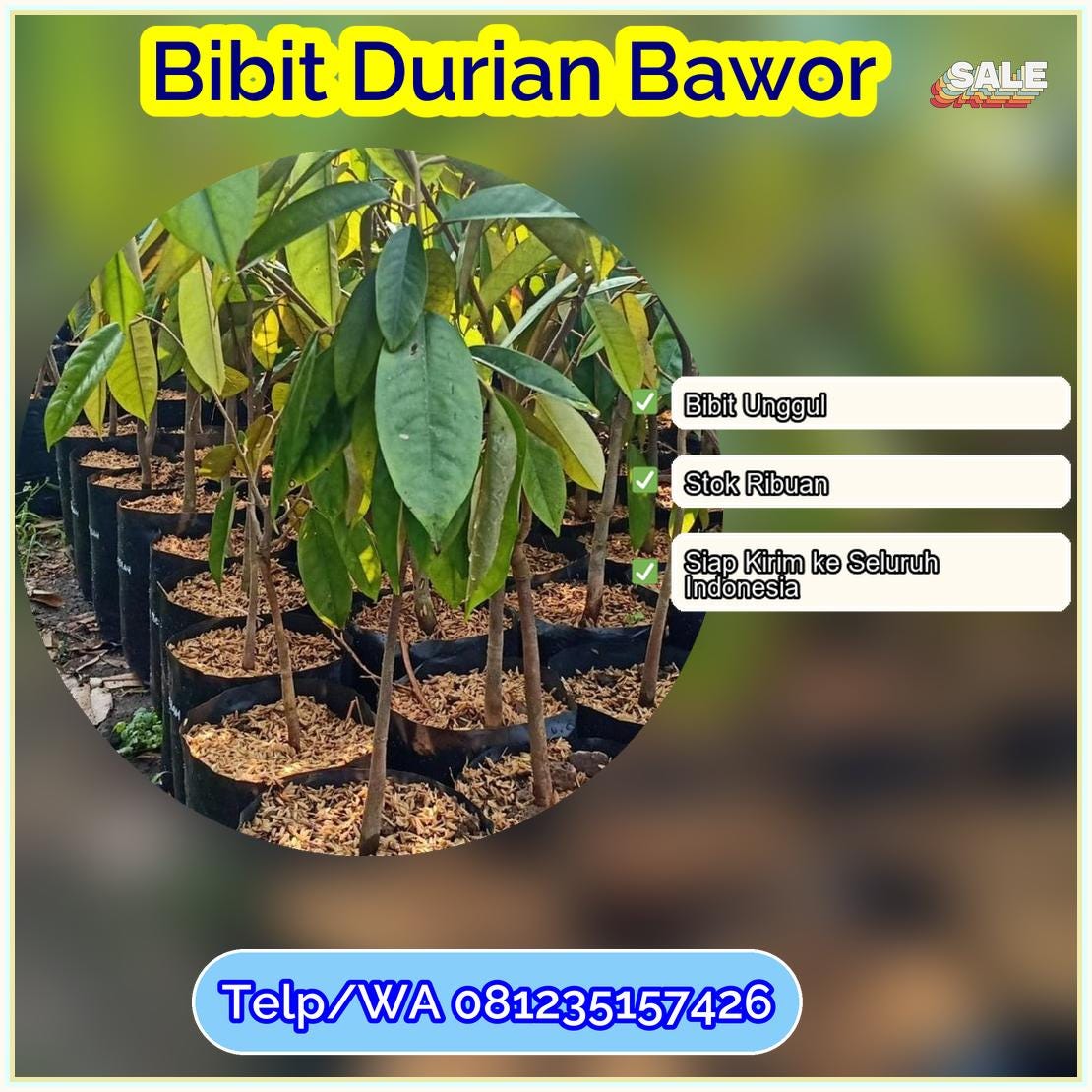 Pusat Pembibitan Bibit Durian Bawor Kota Bone Bolango