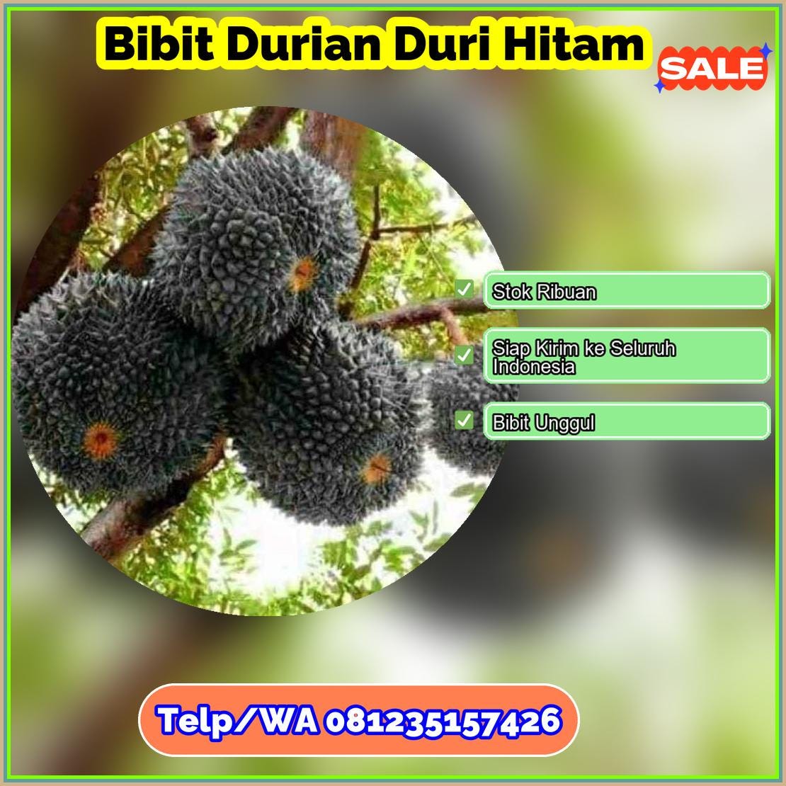 Grosir Bibit Durian Duri Hitam Banyuwangi