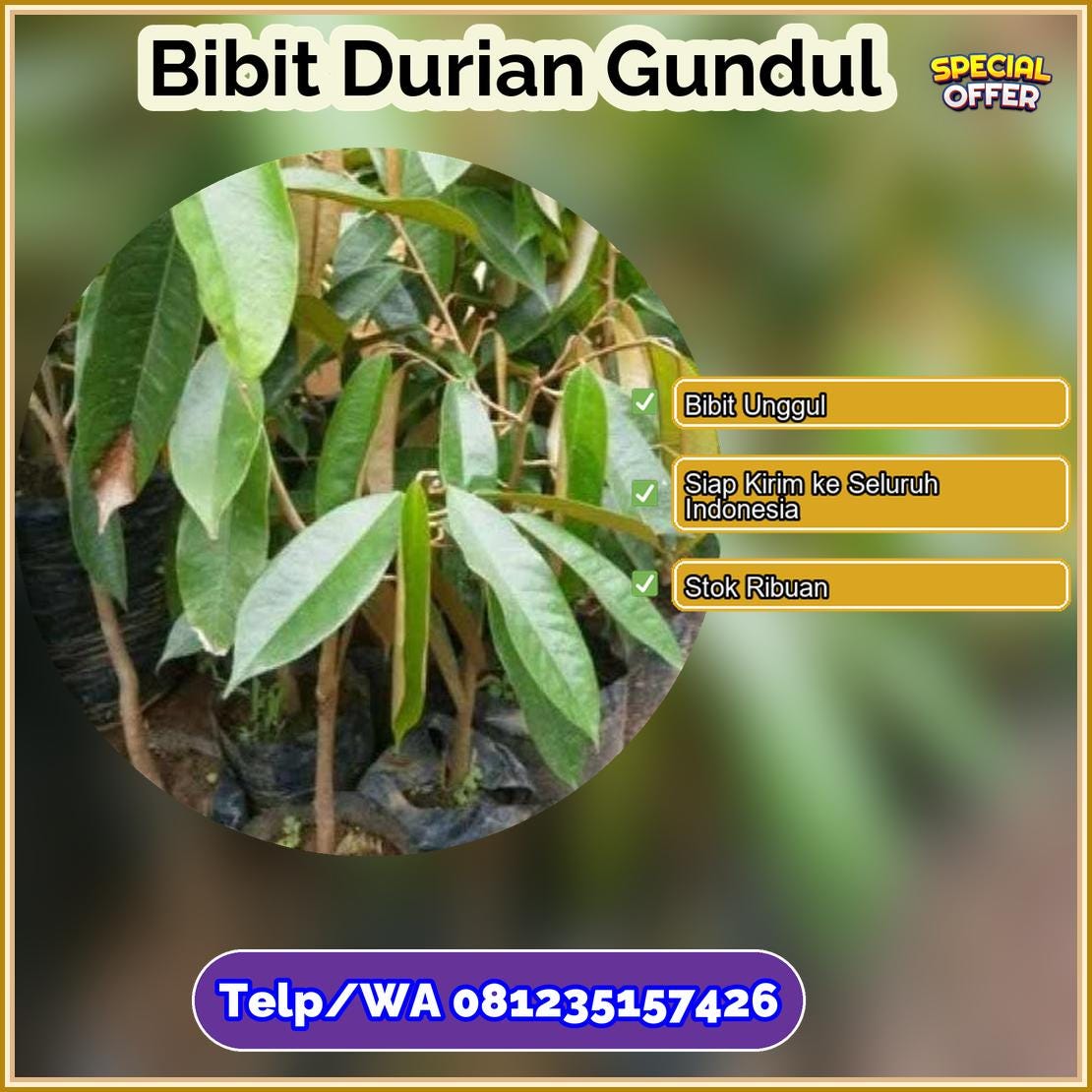 Grosir Bibit Durian Gundul Poso