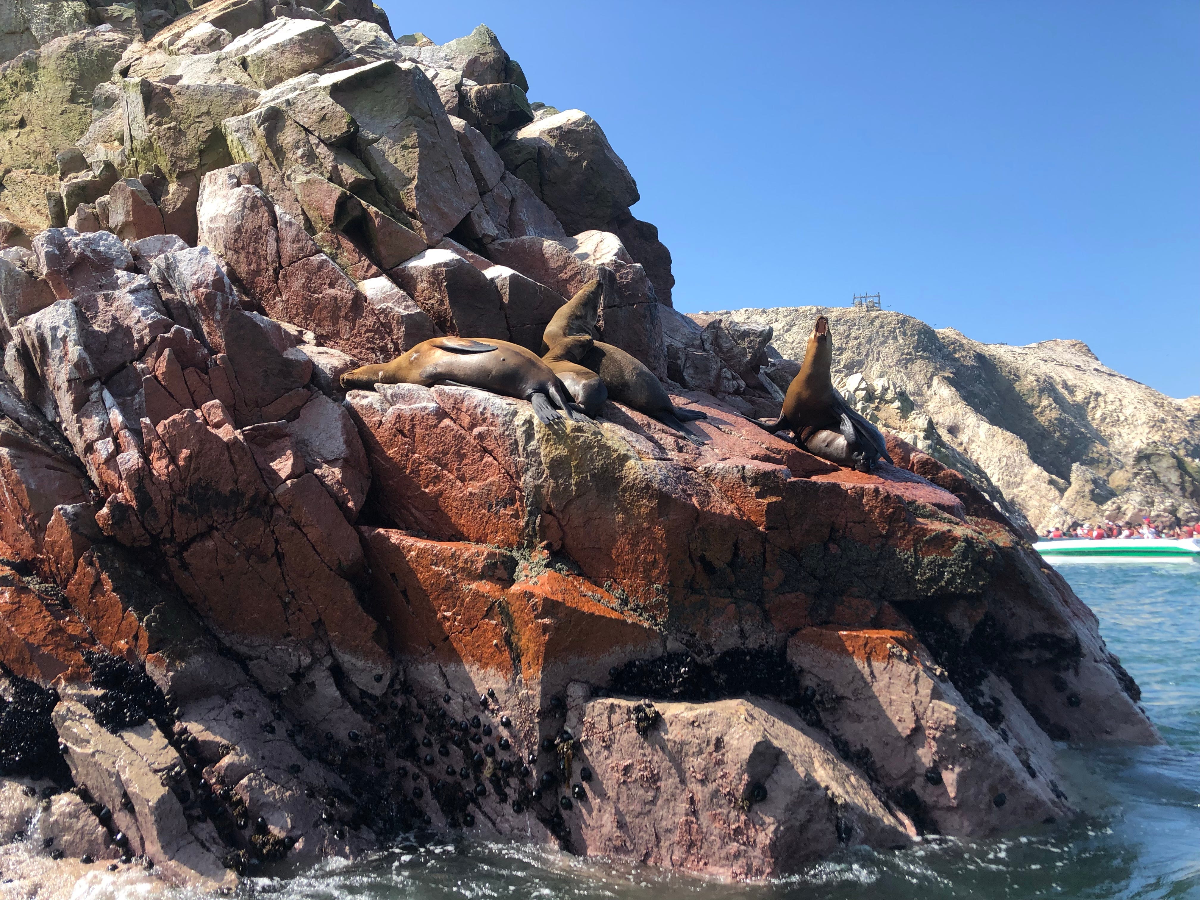 Quite some sea lions and an impressive number of birds.