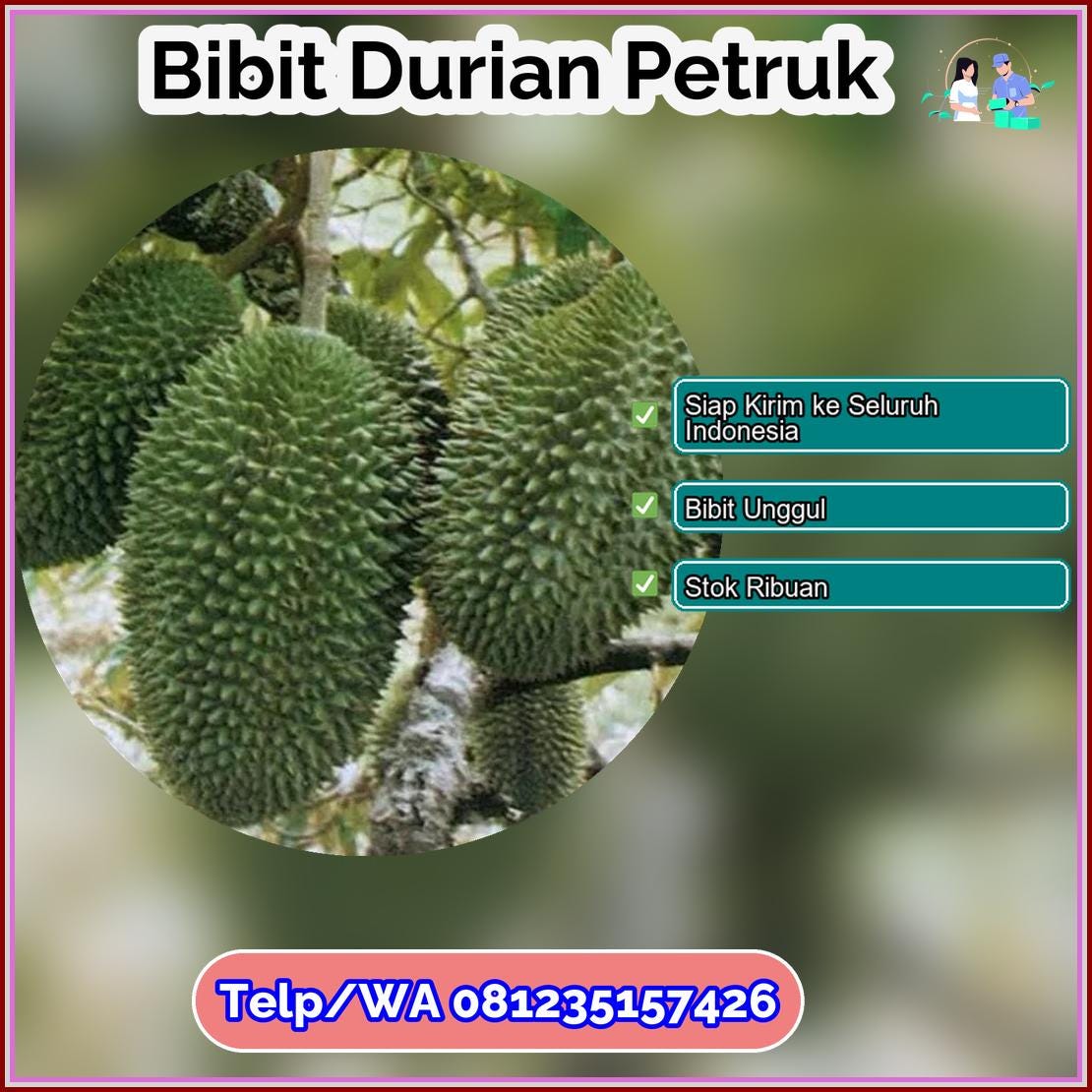 Supplier Bibit Durian Petruk Musi Rawas Utara