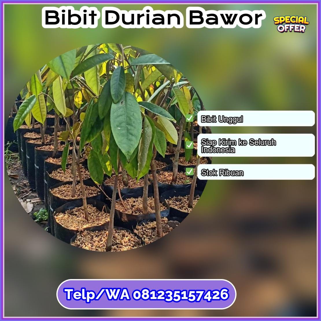 Supplier Bibit Durian Bawor Grobogan