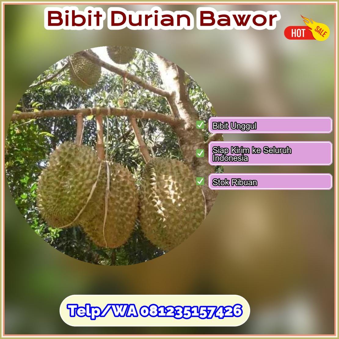 Supplier Bibit Durian Bawor Cilacap