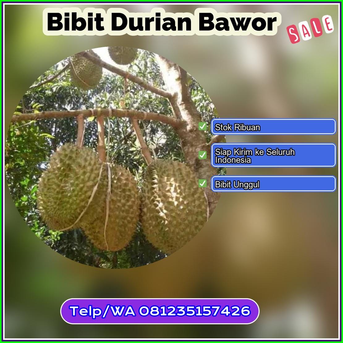 Pusat Pembibitan Bibit Durian Bawor Brebes
