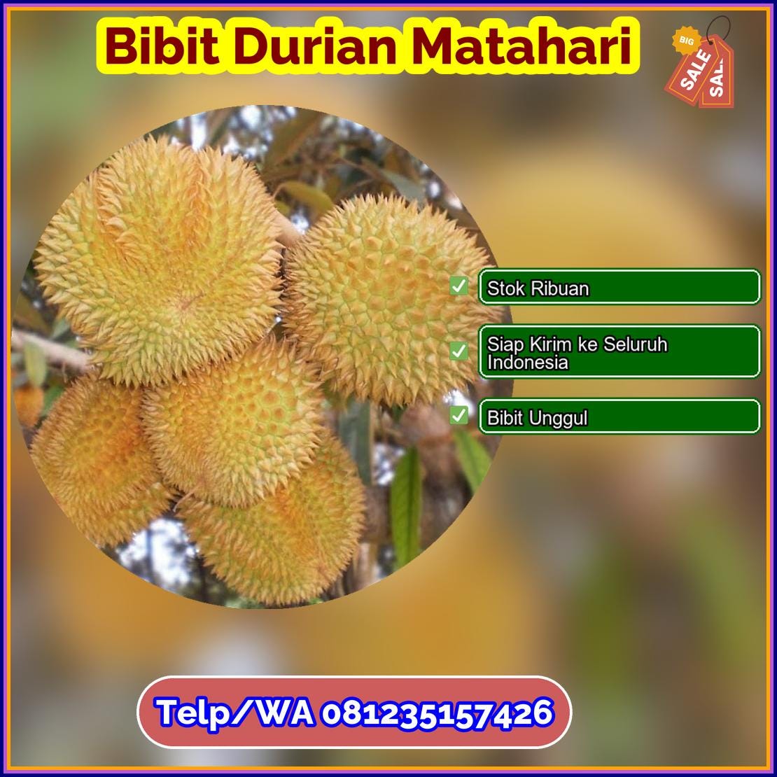 Pusat Pembibitan Bibit Durian Matahari Pekalongan