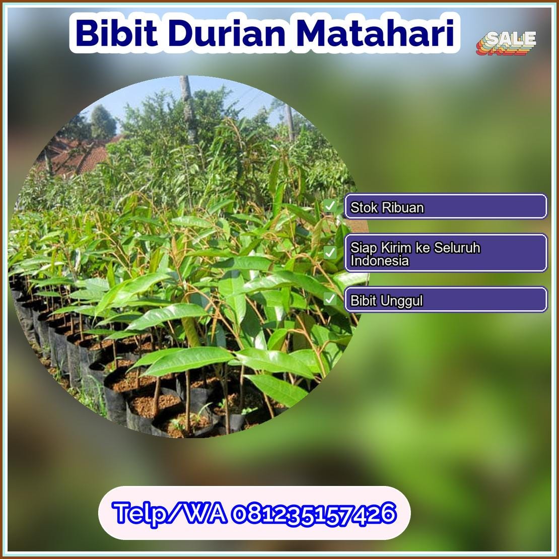 Supplier Bibit Durian Matahari Rembang