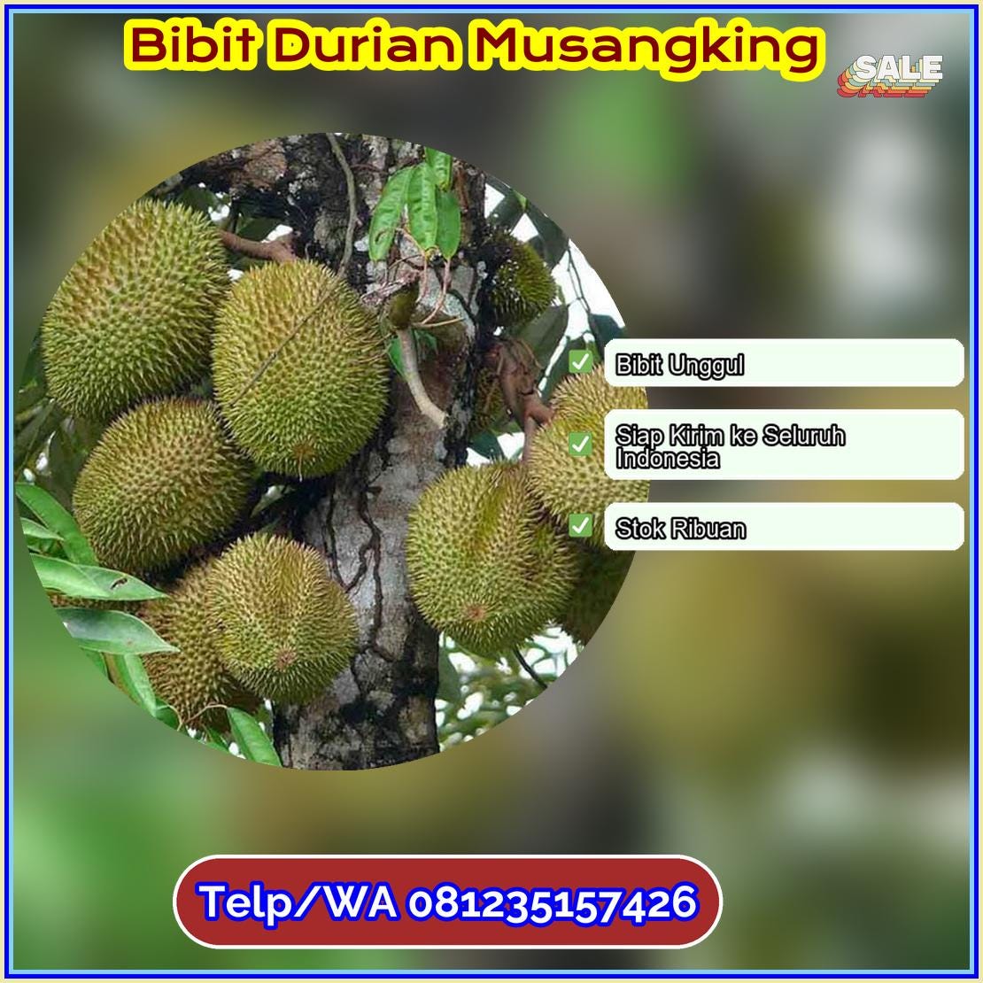 Supplier Bibit Durian Musangking Kota Pagar Alam