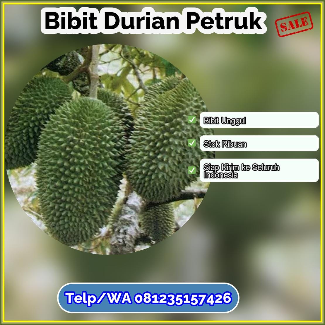 Jual Bibit Durian Petruk Yahukimo