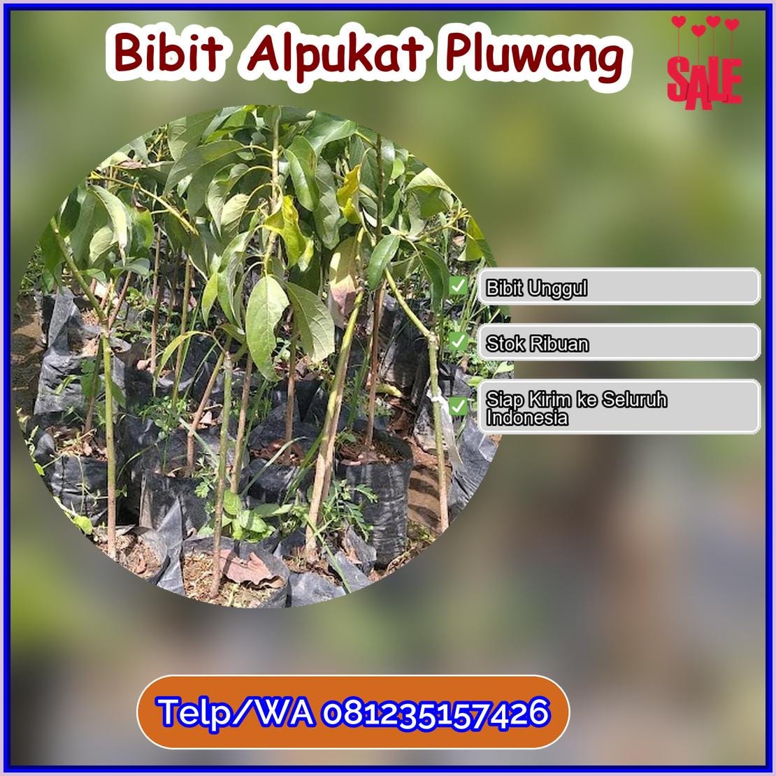 Grosir Bibit Alpukat Pluwang