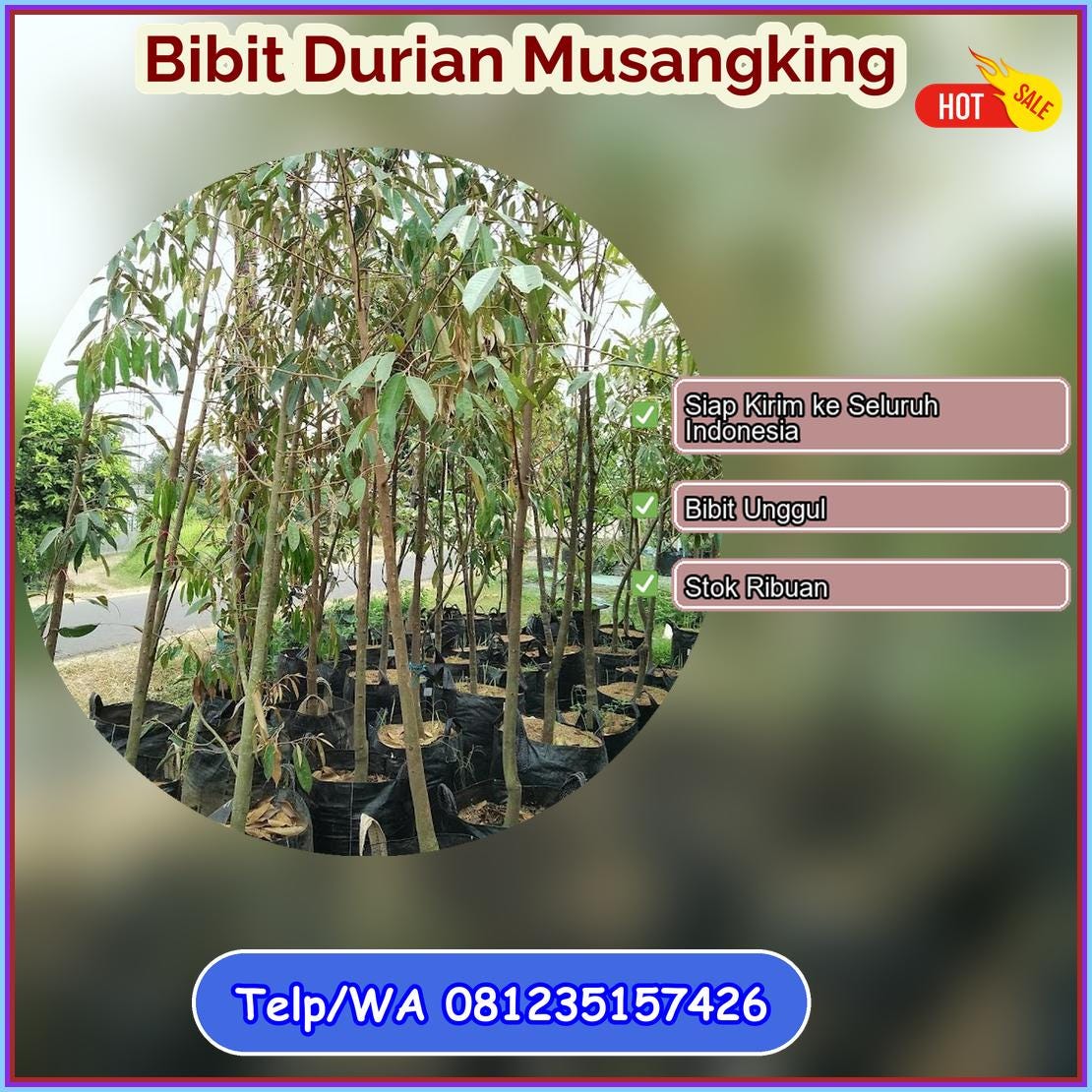 Jual Bibit Durian Musangking Kepulauan Sangihe