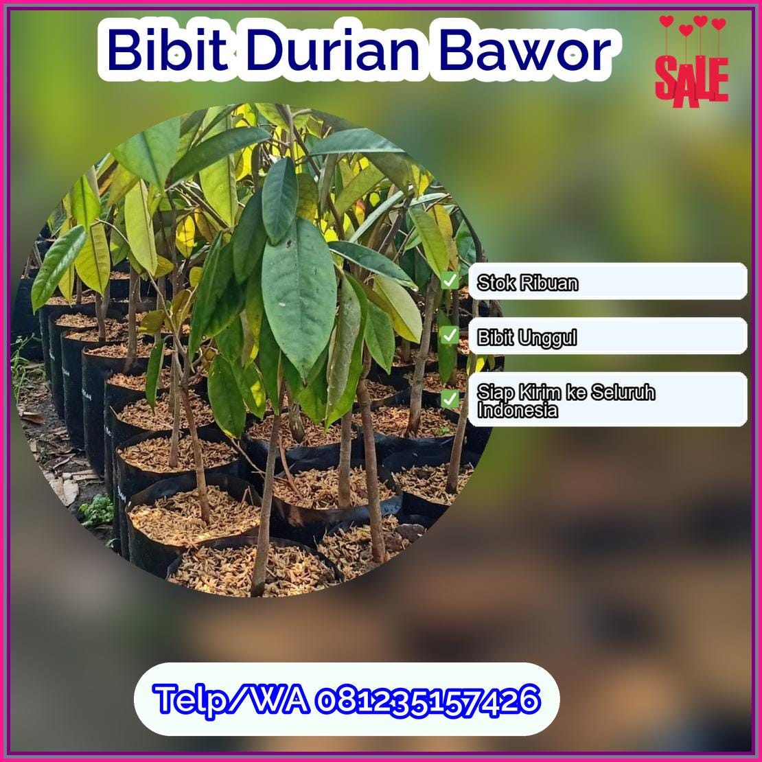 Harga Bibit Durian Bawor Bungo